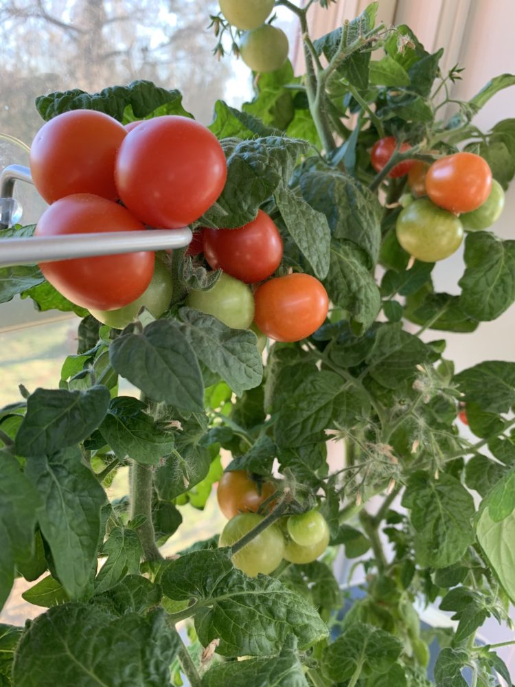Närbild på klasar med tomater i röda nyanser. 