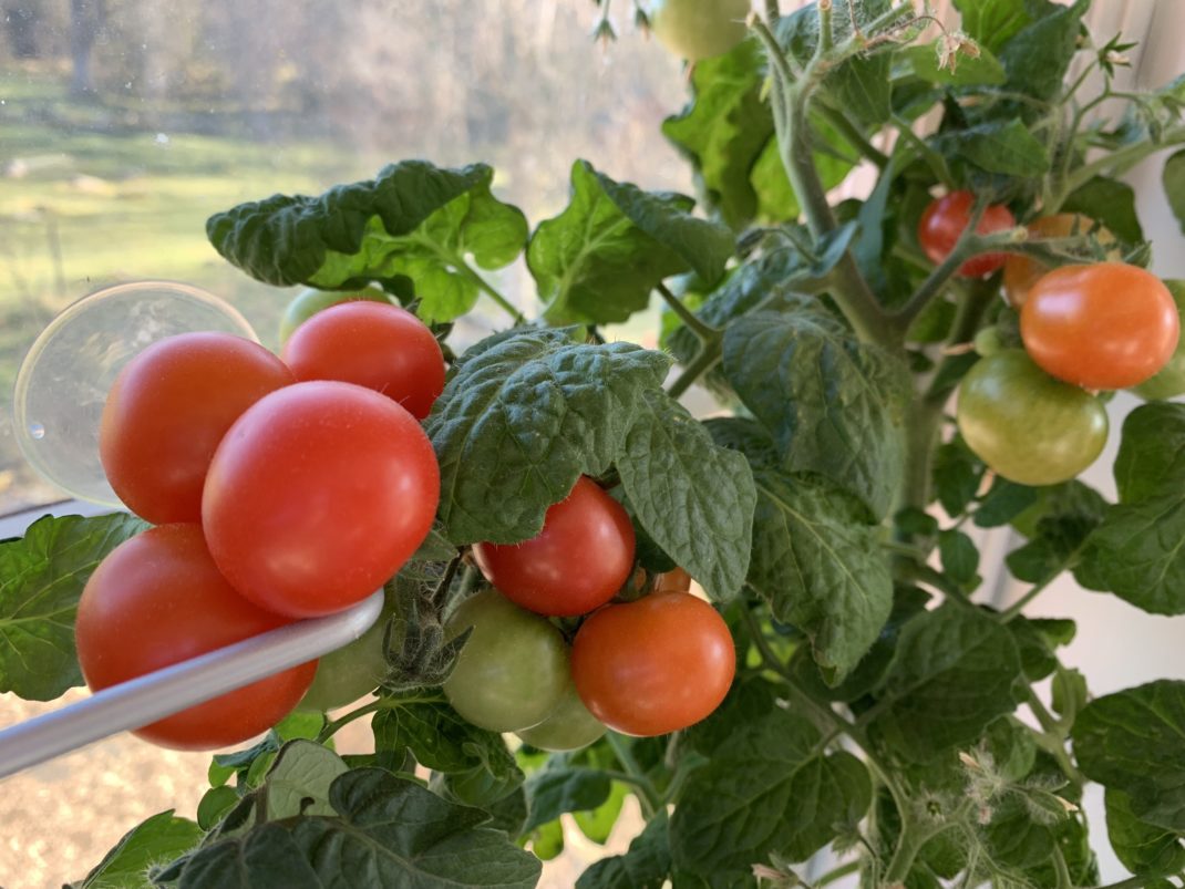Närbild på en klase röda tomater i fönstret. 