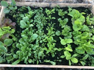 Bild ovanifrån på en pallkrage med grönsaker i rader.