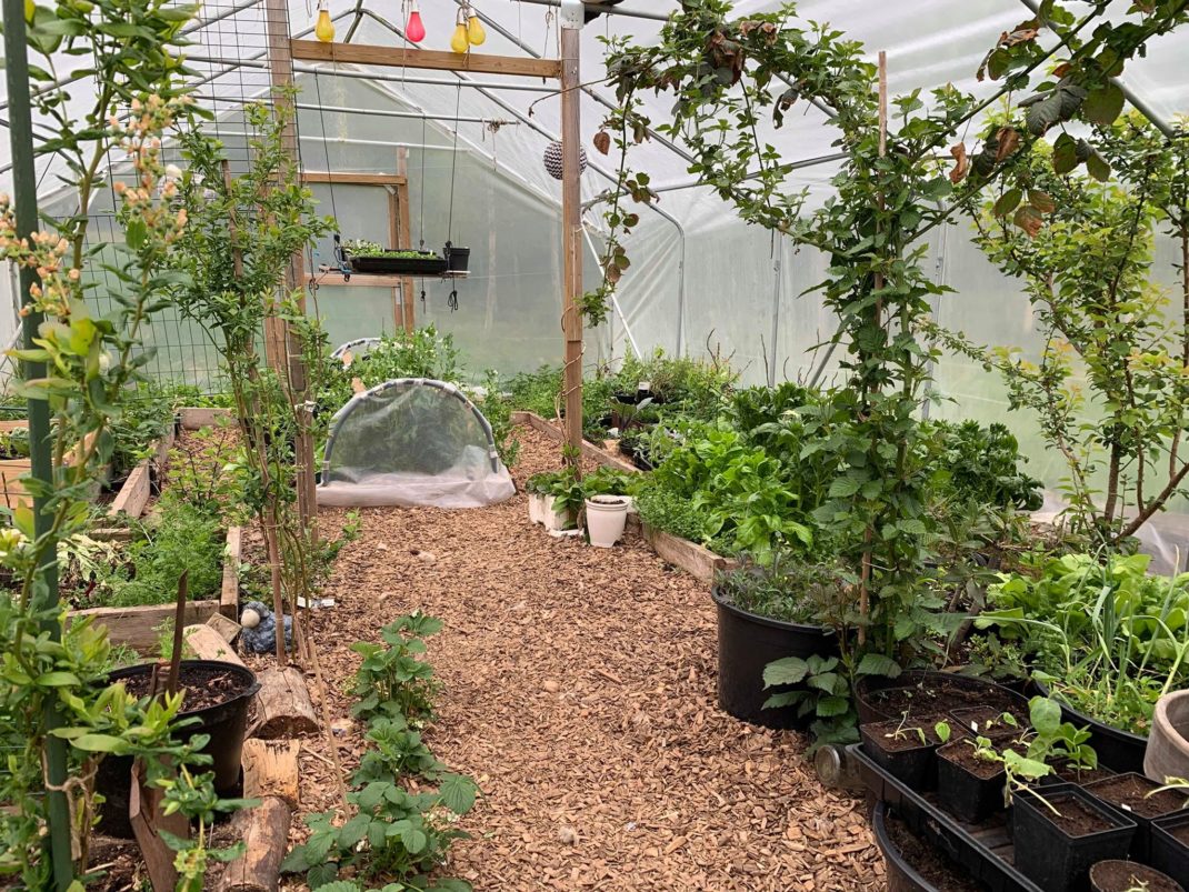 Ett frodigt tunnelväxthus i maj.