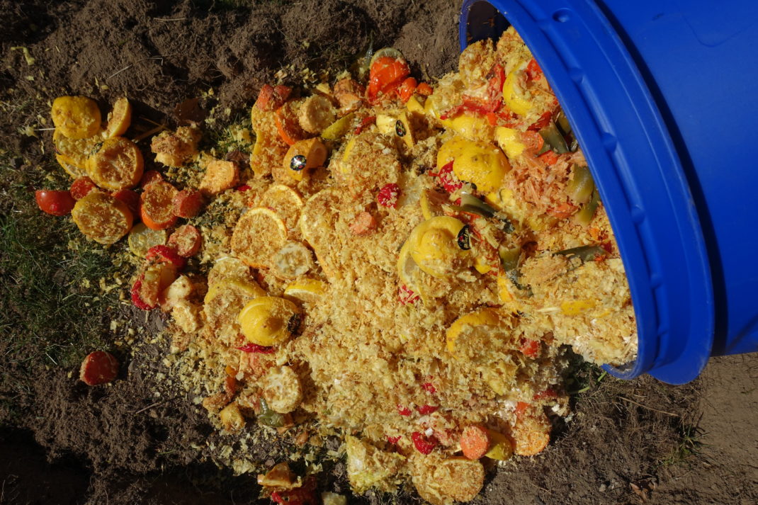 Färdig bokashi hälls ut i en odlingsbädd.