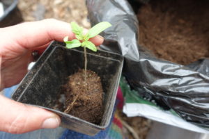 En liten tomat i en kruka.