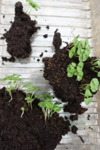 Omplantering av basilika pågår.