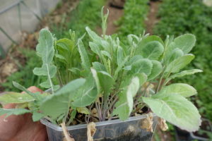 Kålplantor med blad som börja gulna.