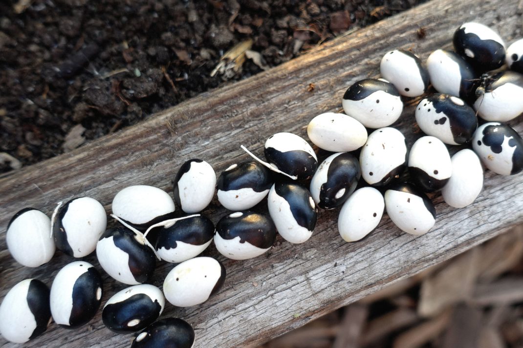 Vackert svarta och vita ovala bönor ligger på en träbit. 