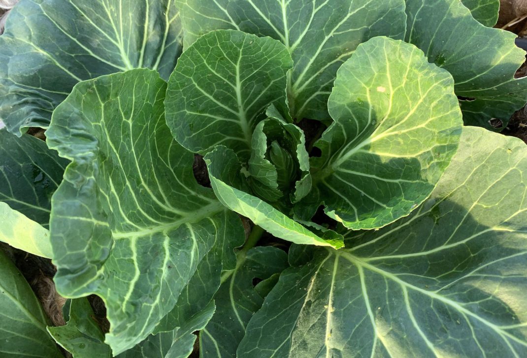 Närbild på en frodig grön kålplanta.