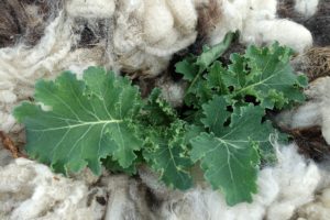 En planta fotograferad ovanifrån, med ull som omger.