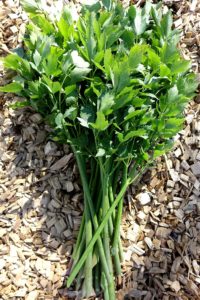 Långa ljusgröna stjälkar med ett flikigt bladvek ligger på ljus träflis.