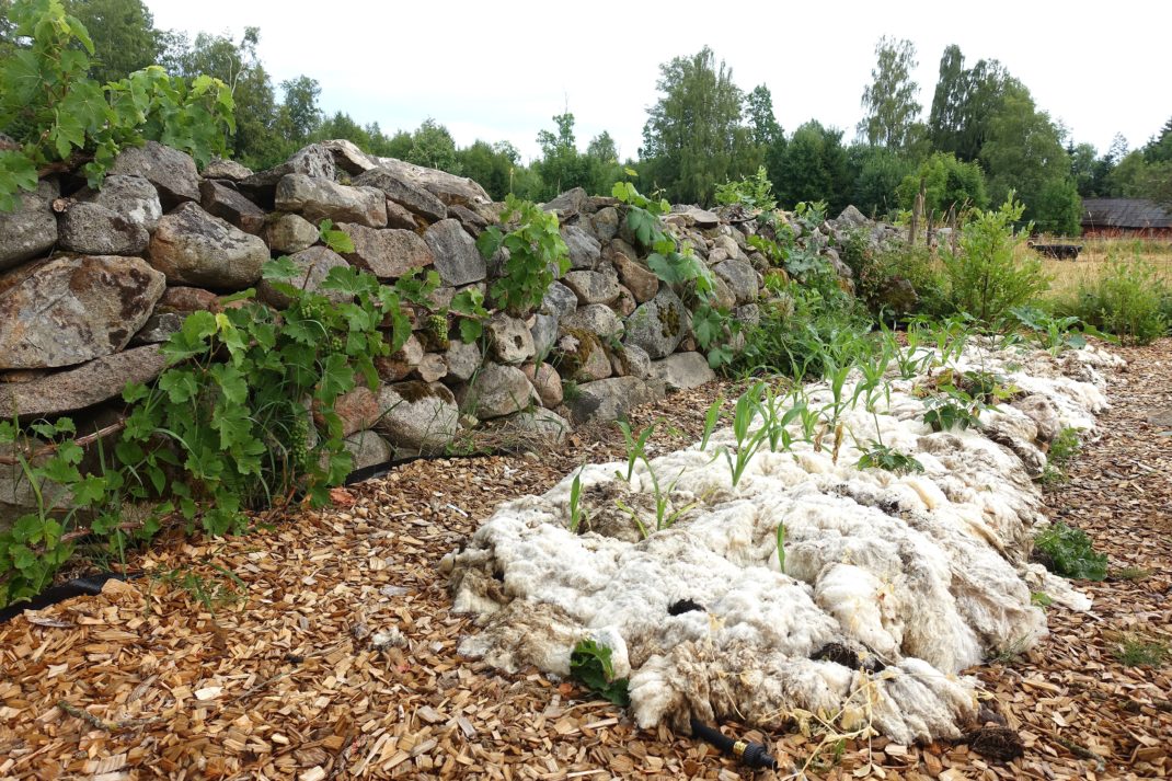 En stenmur med en lång odlingsbädd täckt med ull nedanför. 