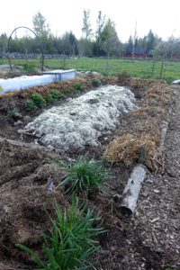 Övergripande bild på köksträdgården med bäddar täckta av halm/gräs och ull.