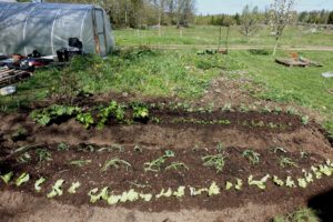 Två odlingsbäddar i förgrunden, ogräs i bakgrunden och ett tunnelväxthus.