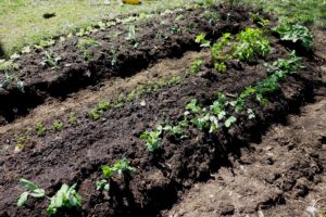 Två land planterade med gröna tufsar.