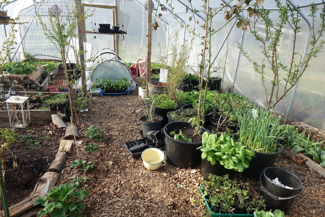 Interiör från tunnelväxthus med massor av gröna blad lågt växande. 