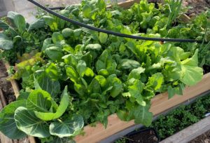 Övergripande bild på en pallkrage med massor av gröna blad i.