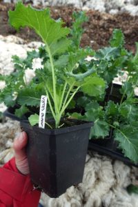 En hand håller en kruka med en frodig grönkålsplanta.