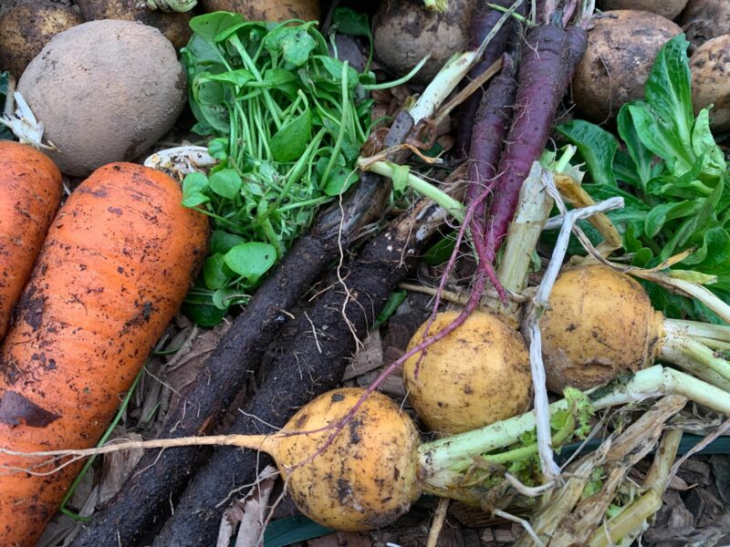 Närbild av skörd i januari, morötter, majrova, svartrötter, potatis, rotseller, vintersallat, vinterportulak.