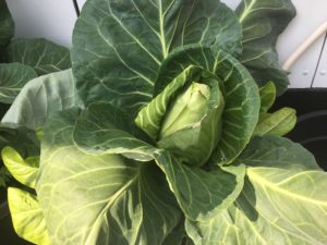 Maffig kål från kålutmaningen 2019!