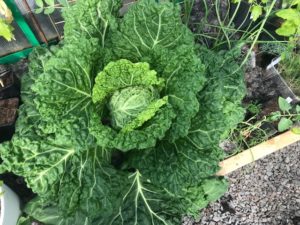 Maffig kål från kålutmaningen 2019!