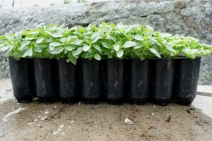 Ett pluggbrätte med basilika.