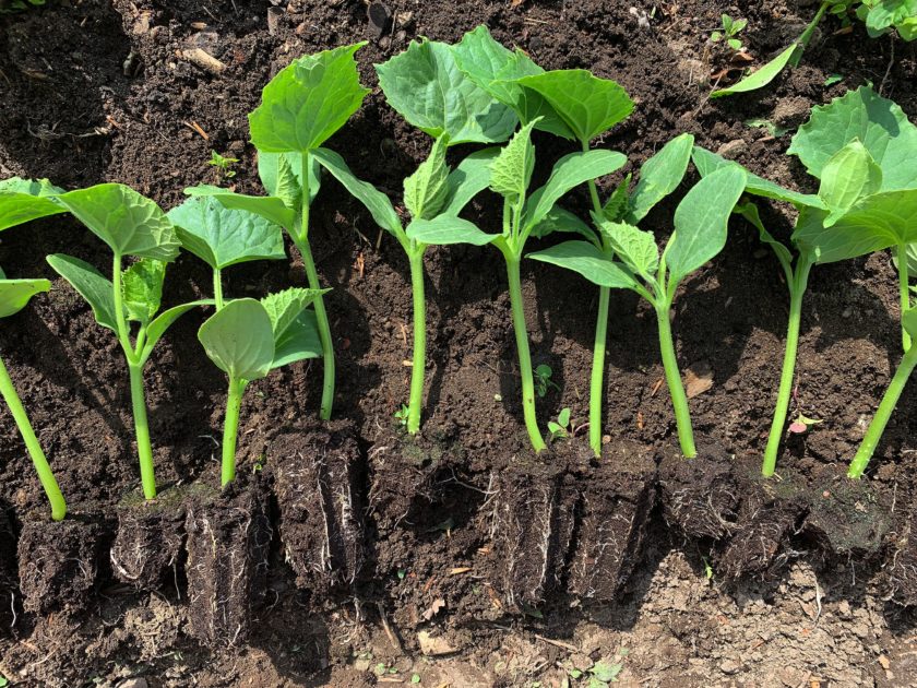 Från sådd till skörd Plantera gurka Sara Bäckmo