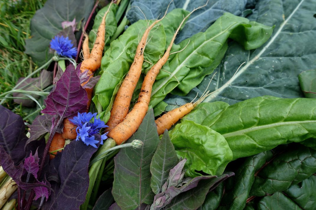 En skördebild med bladgrönsaker, morot och blåklint. 