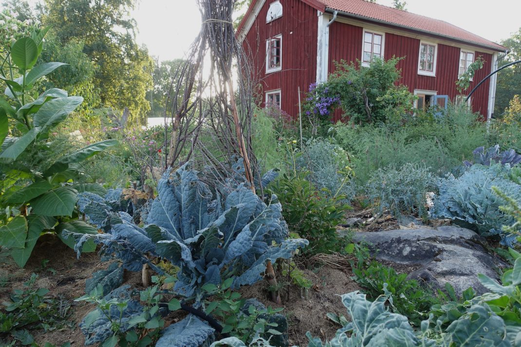 En prunkande grön köksträdgård med ett rött bostadshus i bakgrunden.