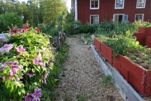 Större bildutsnitt där delar av en gång täckt med träflis kantas av rosa blommor.