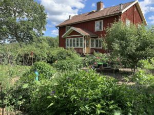 En köksträdgård med rött trähus i bakgrunden.