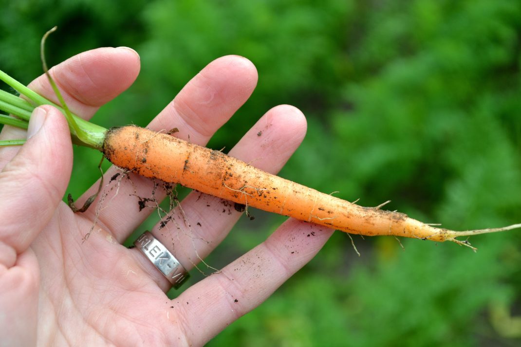 En hand håller en liten späd orange morot. 