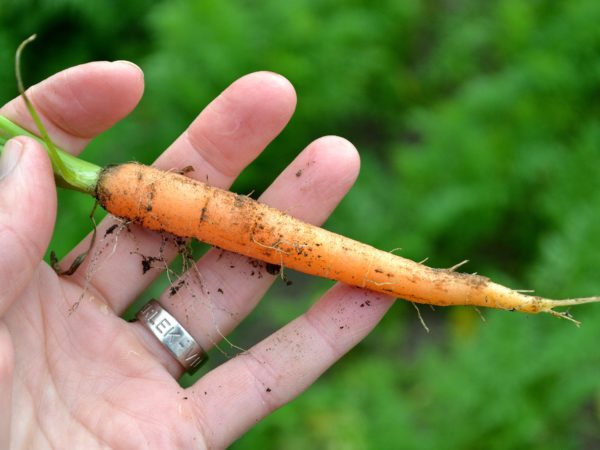 En hand håller en liten späd orange morot.