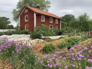 En köksträdgård framför ett falurött hus.
