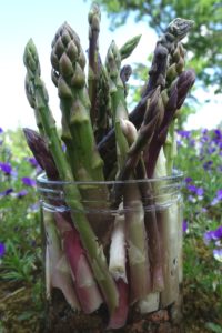 Sparris ståendes i en burk med vatten utomhus.