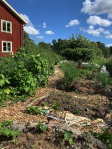 En frodig och lite stökig odlingsplats med ett stort rött hus i bakgrunden.