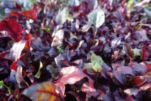 Massor av fina blad av rödbeta.