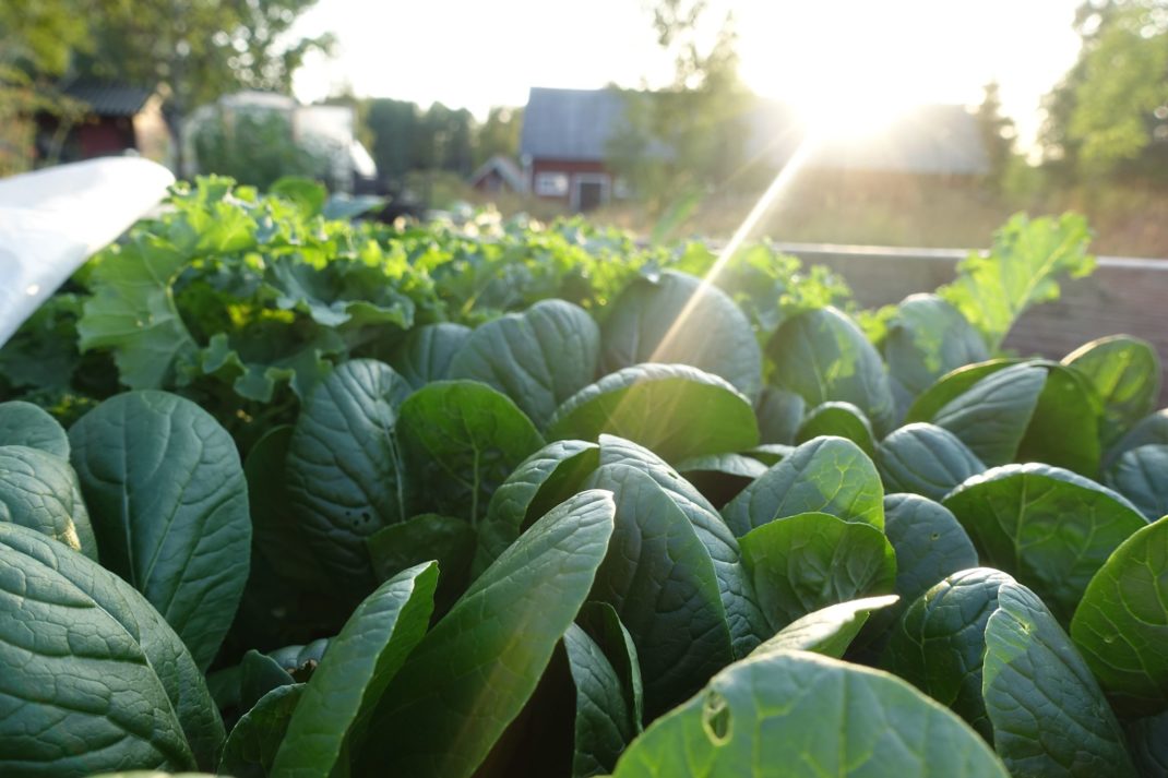 Grön komatsuma i motljus.