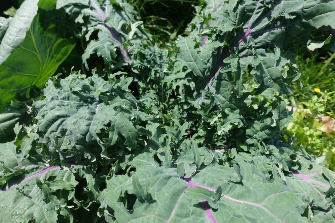 Närbild på maffig sibirisk bladraps.