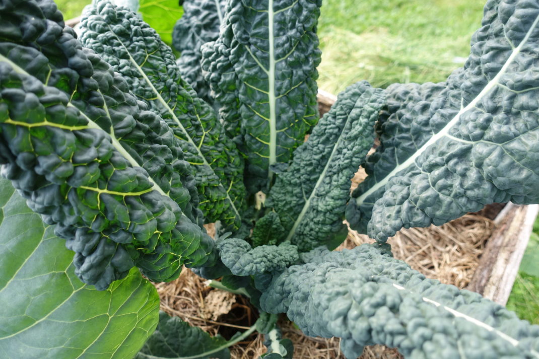 Maffig planta av svartkål med breda, mörkt gröna blad.