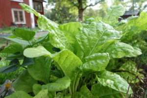 Närbild på läckra mangolden perpetual spinach,