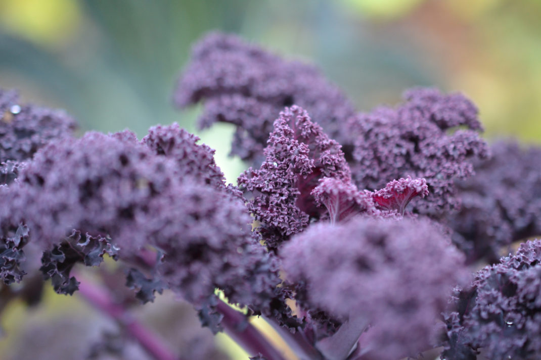 Närbild på vacker lila grönkål.