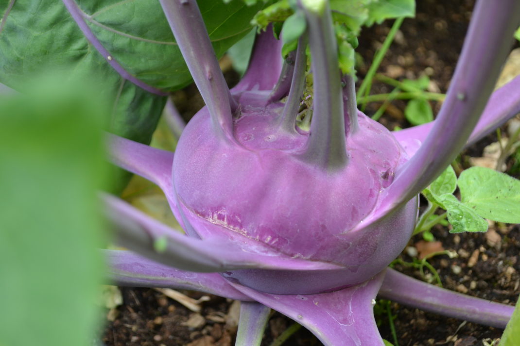 En vackert ljuslila knubbig kålrabbi.