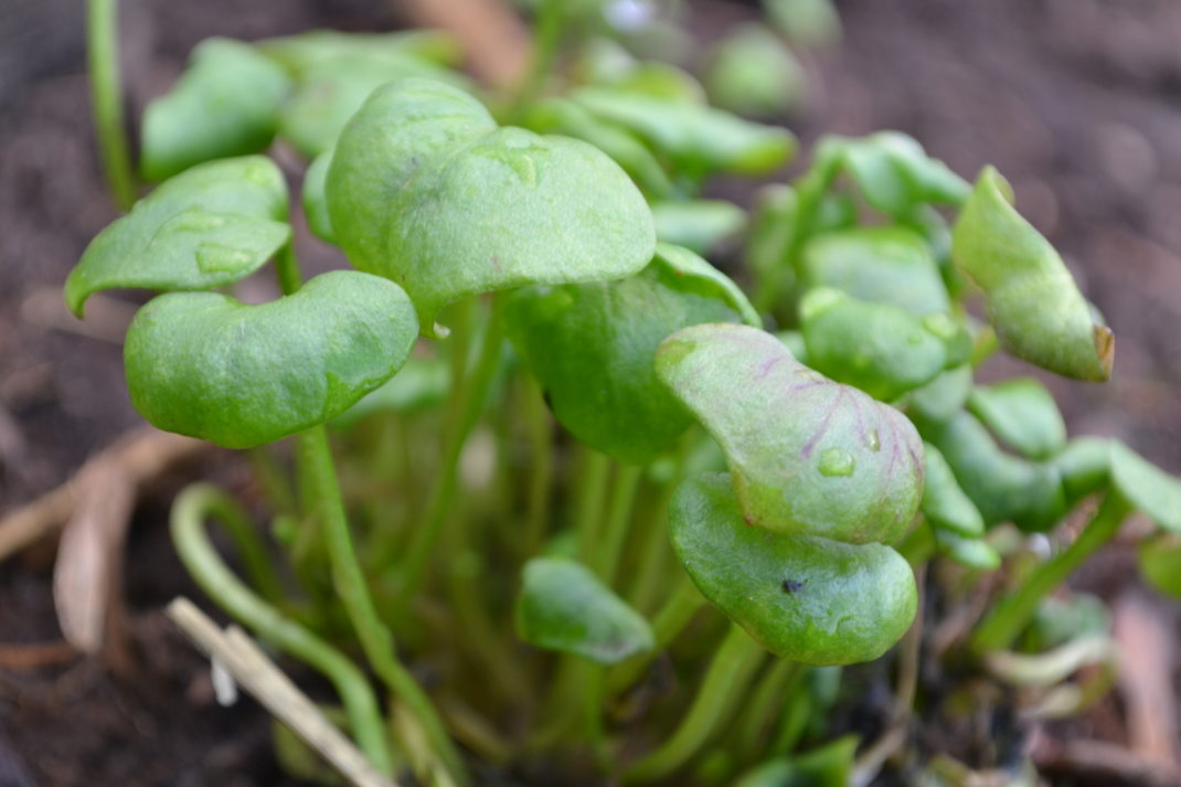 Närbild på vinterportulak.