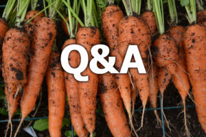 Jordiga morötter ligger på rad och över dem står texten Q&A.