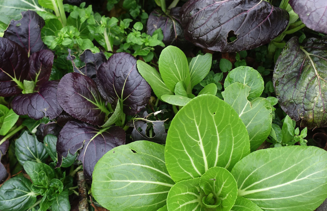 En mix av olika pak choi.