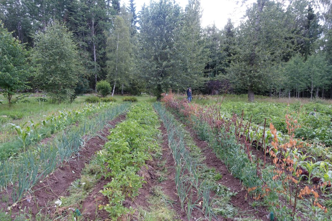 Grönsaker i långa rader på en liten åker i ett skogsbryn. 