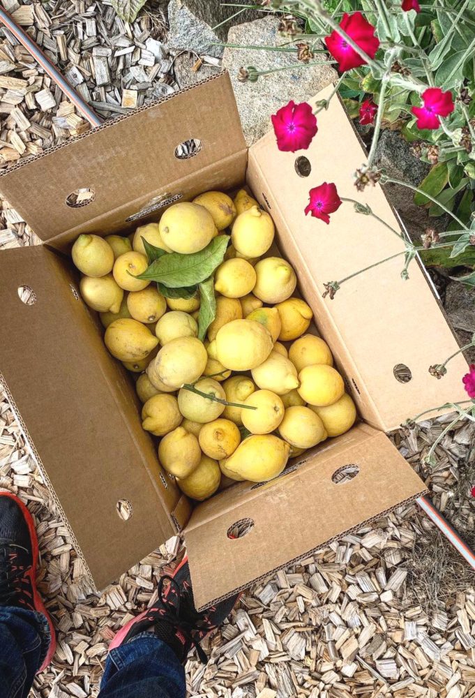 En papplåda med citroner bredvid några sommarblommor. 