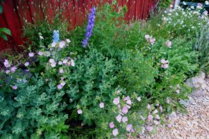 En väldfylld perennrabatt med blommor i rosa och blått.