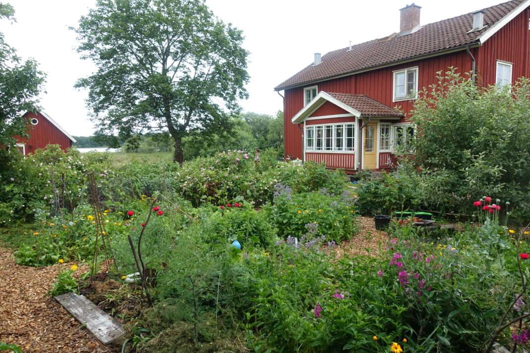 En lummig köksträdgård med massa buskar och ett fint rött hus i bakgrunden. 