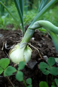 En gul lök med blast som vikt sig.