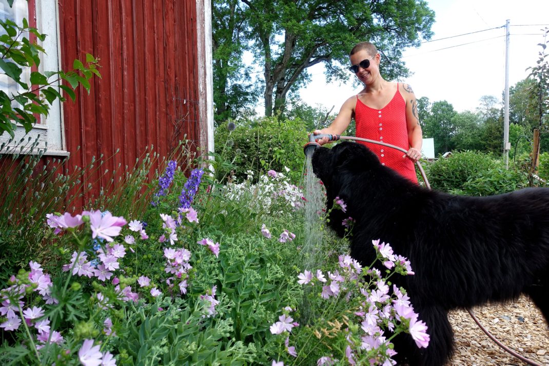 Sara vattnar blommorna och en jättestor svart hund står bredvid och lapar vatten. 