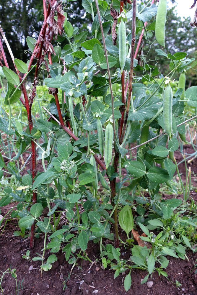 Gröna små ärtskidor på plantor som klänger på gammalt ris nerstucket i jorden. 